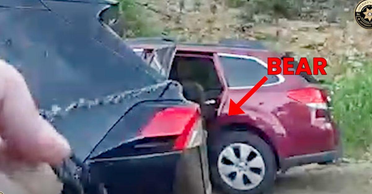 Image of The bear took some coaxing to get out of the car.