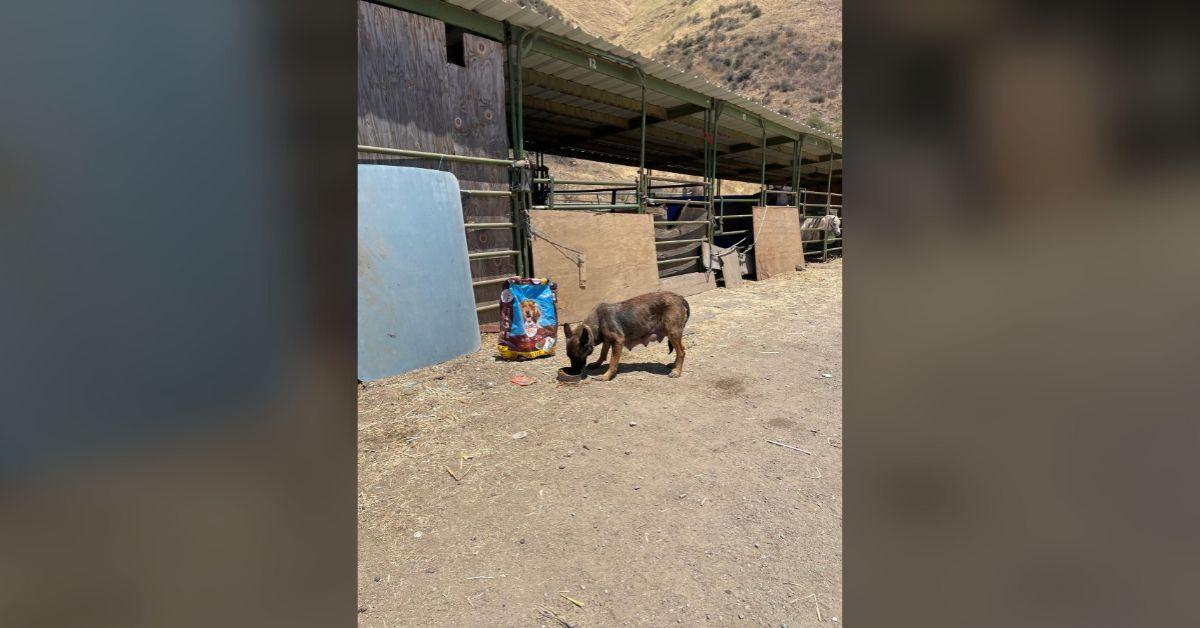 Image of Police fed the dogs upon finding them.