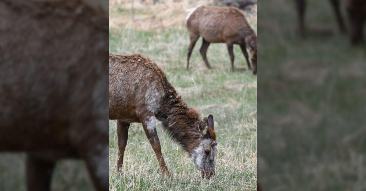 Image of Colorado locals often see the famous rare elk.