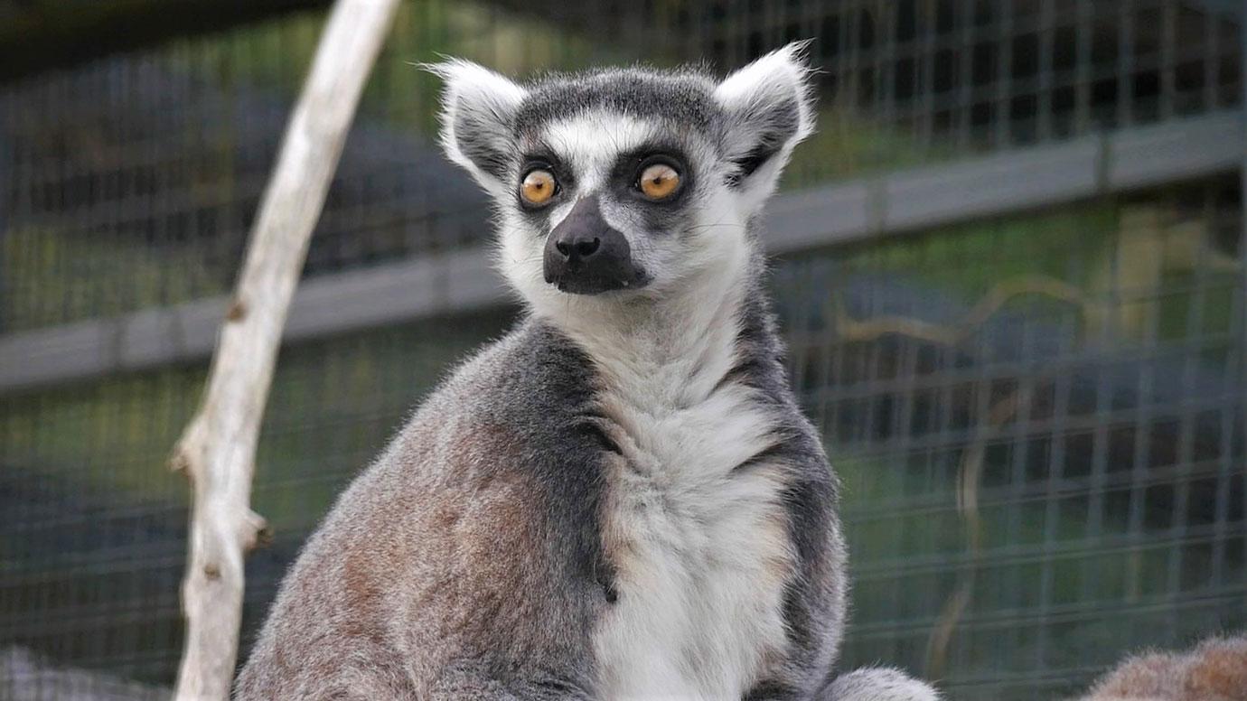 worlds oldest lemur turns