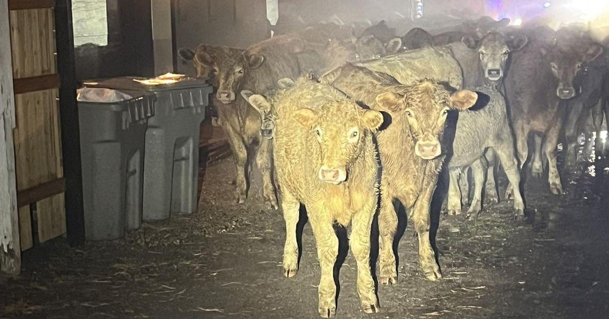 Image of About 100 escaped cows were found roaming the streets of downtown Boise, Idaho.