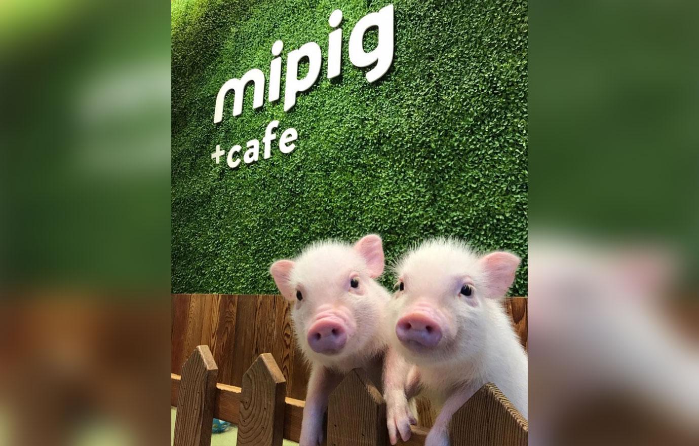 micro pigs at cafe in japan