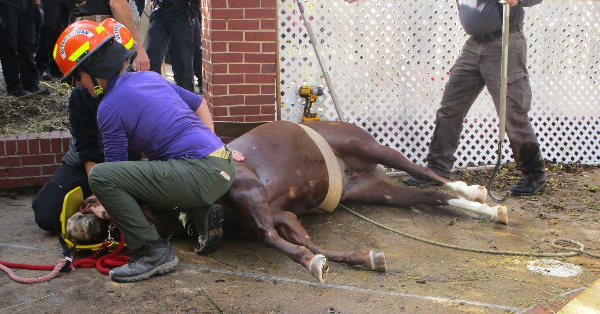 Image of The rescue team managed to haul the horse up onto dry land.