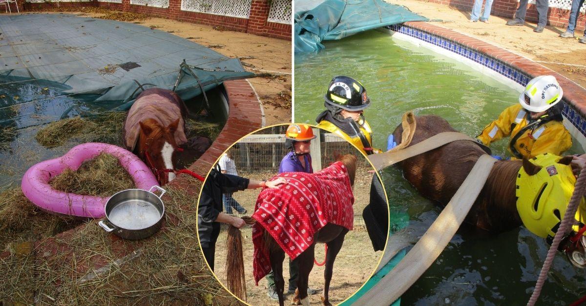 Image of Volunteers rescued a horse that had fallen into a pool.