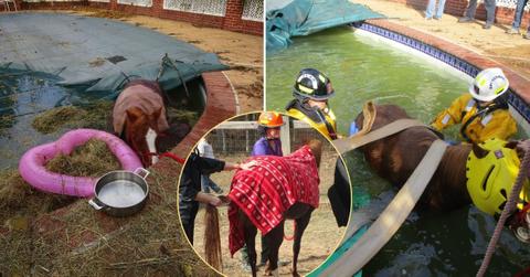 Image of Volunteers rescued a horse that had fallen into a pool.