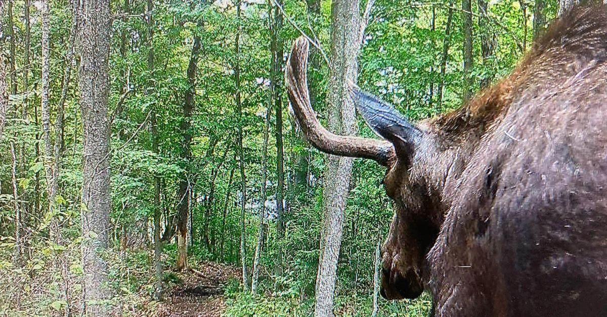 Image of The moose didn't leave the hike trail for months.