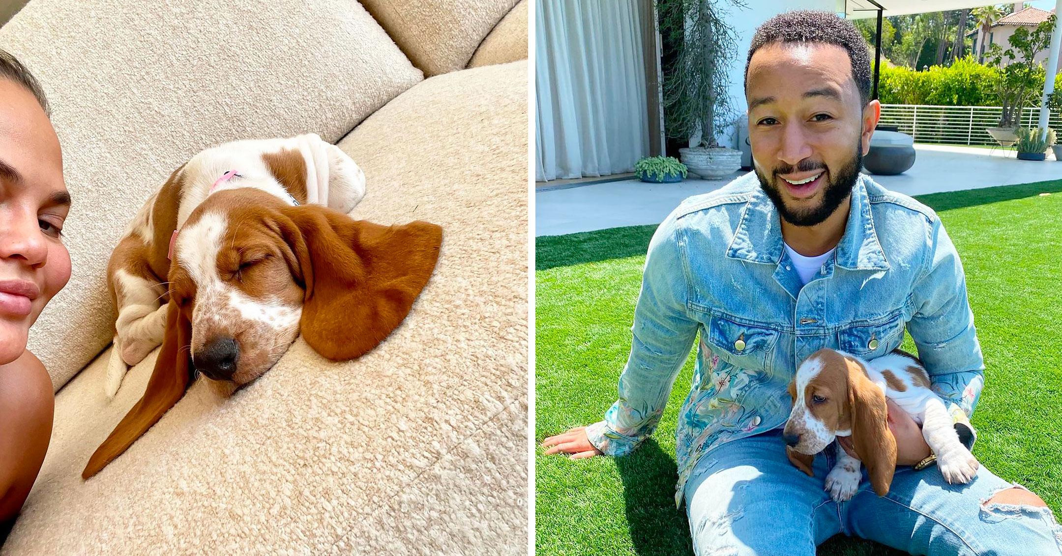 chrissy teigen john legend adopt adorable basset hound mh