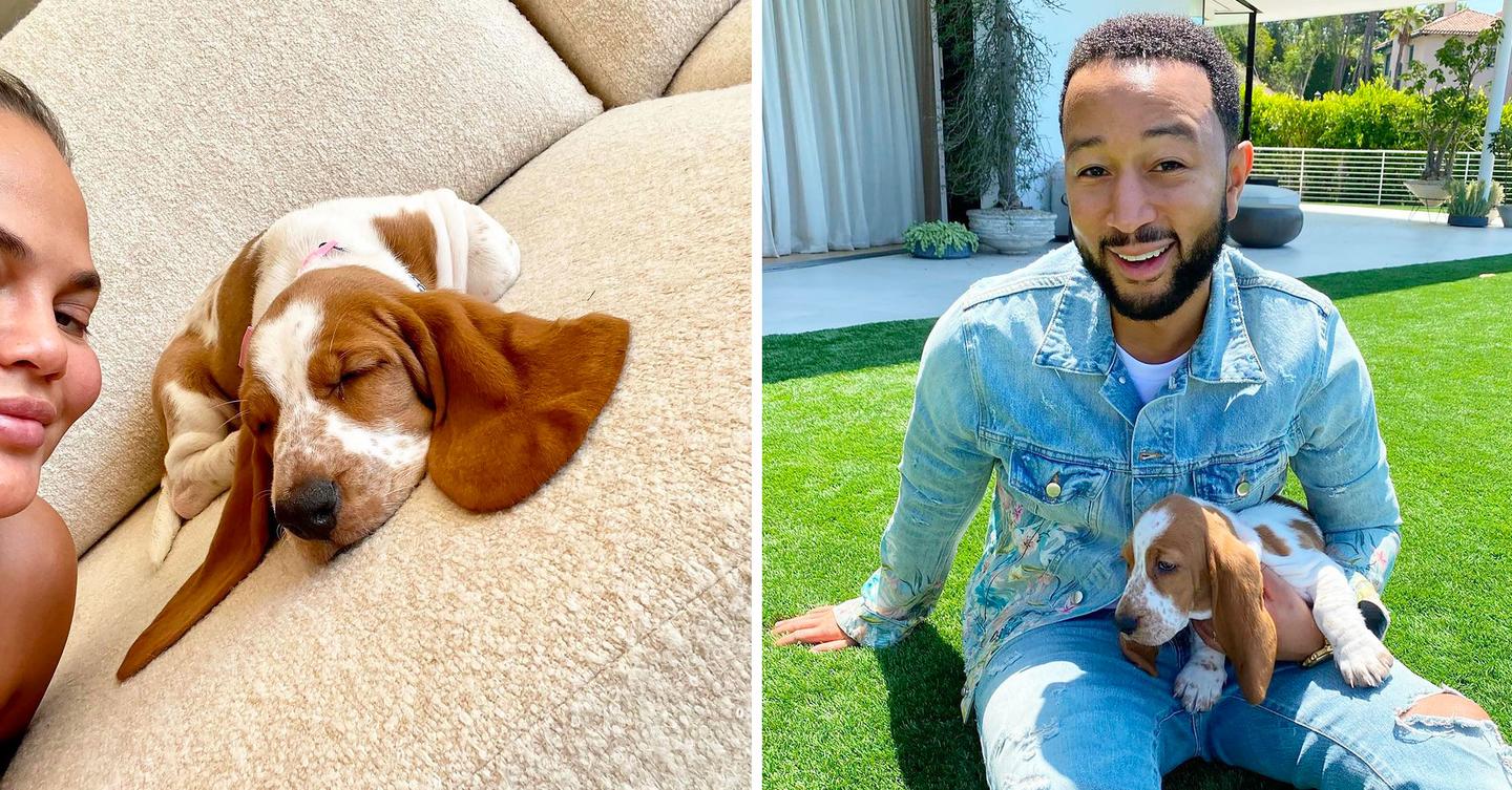 Chrissy Teigen & John Legend Introduce Basset Hound Pearl Photos
