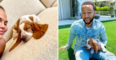 chrissy teigen john legend adopt adorable basset hound mh