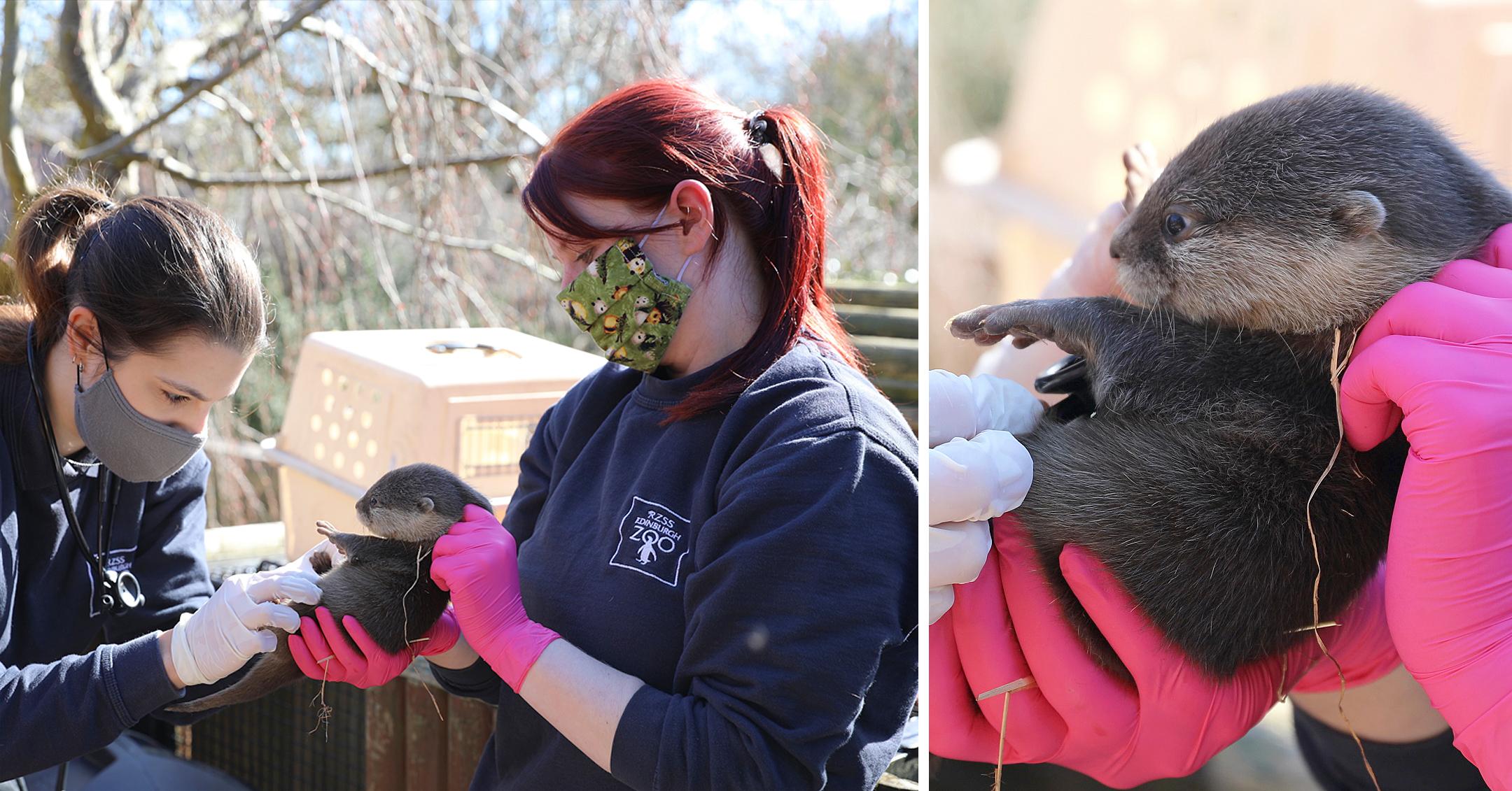 otter pups getting their first check up at the zoo