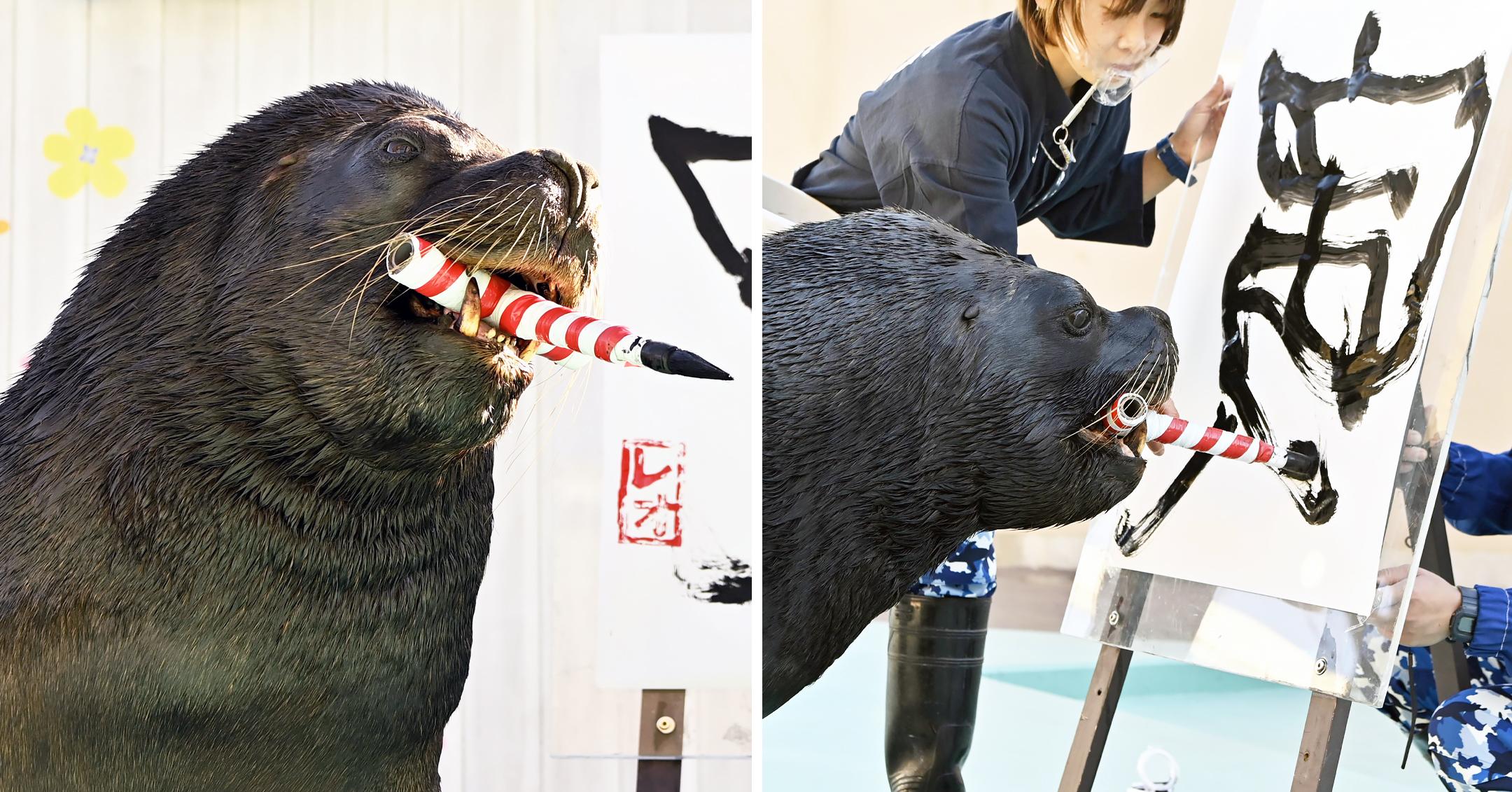 japanese sea lion