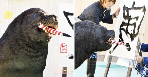 south american sea lion practices writing mh