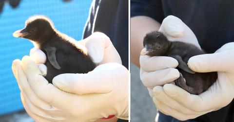northern rockhopper penguin born at scotlands edinburgh zoo