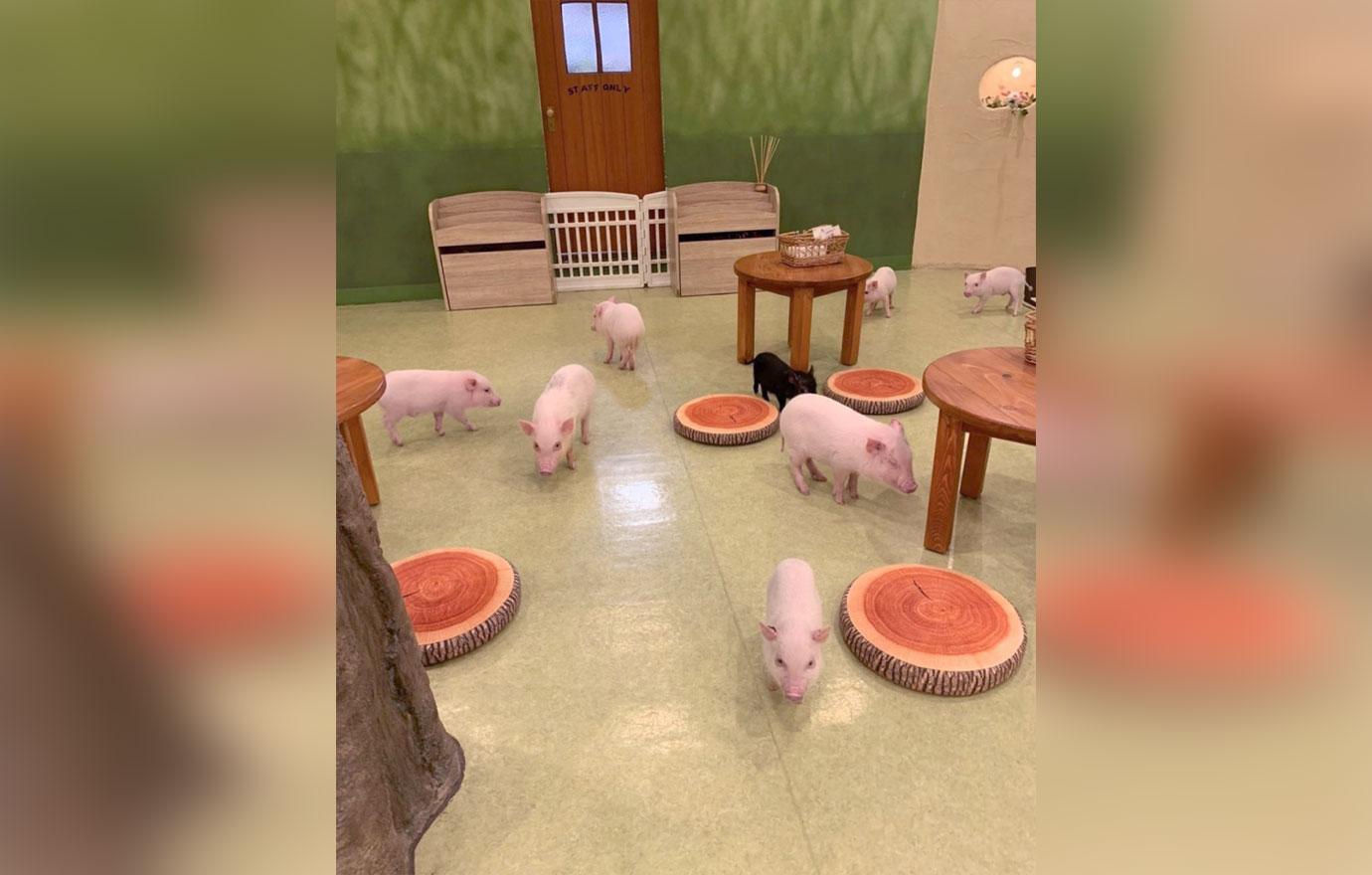 micro pigs at cafe in japan