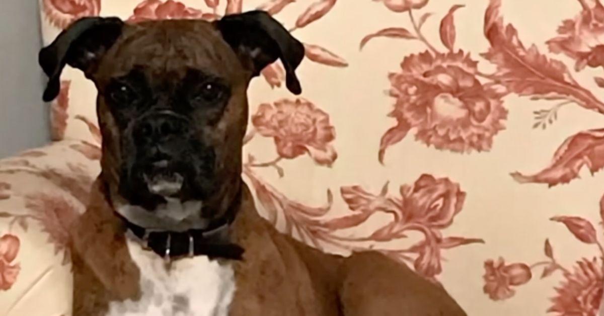 Image of Laura Lee Yourex registered her dog Maya Jean Yourex to vote and even successfully cast one ballot in the animal's name.