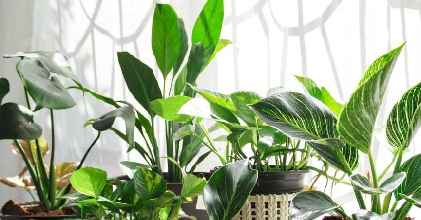 why having house plants will keep you happy healthy