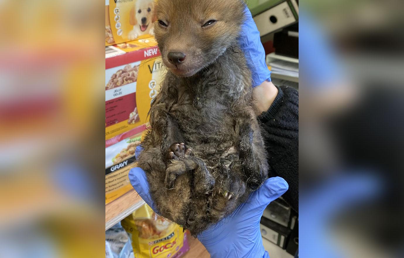 fox cub named sticky on the road to recovery after getting stuck in glue trap