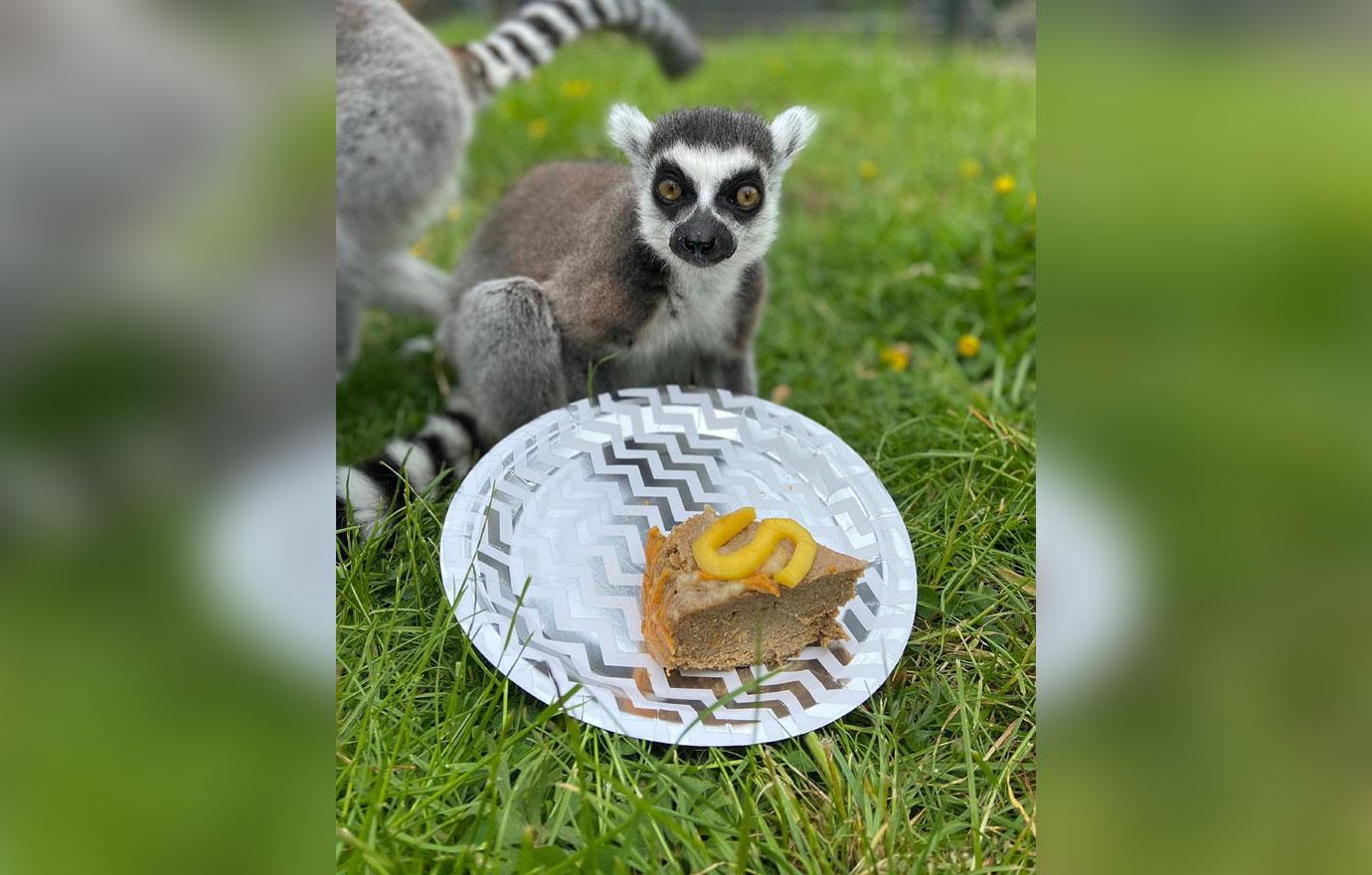 worlds oldest lemur turns