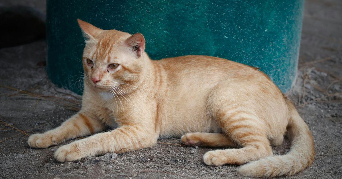 Image of The cat was found unharmed and easily brought to safety.