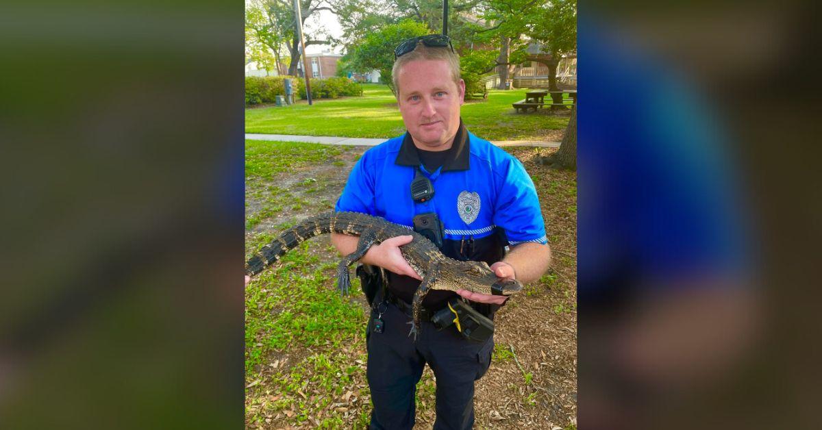 Image of An officer poses with a gator whose snout is taped up for safety reasons.