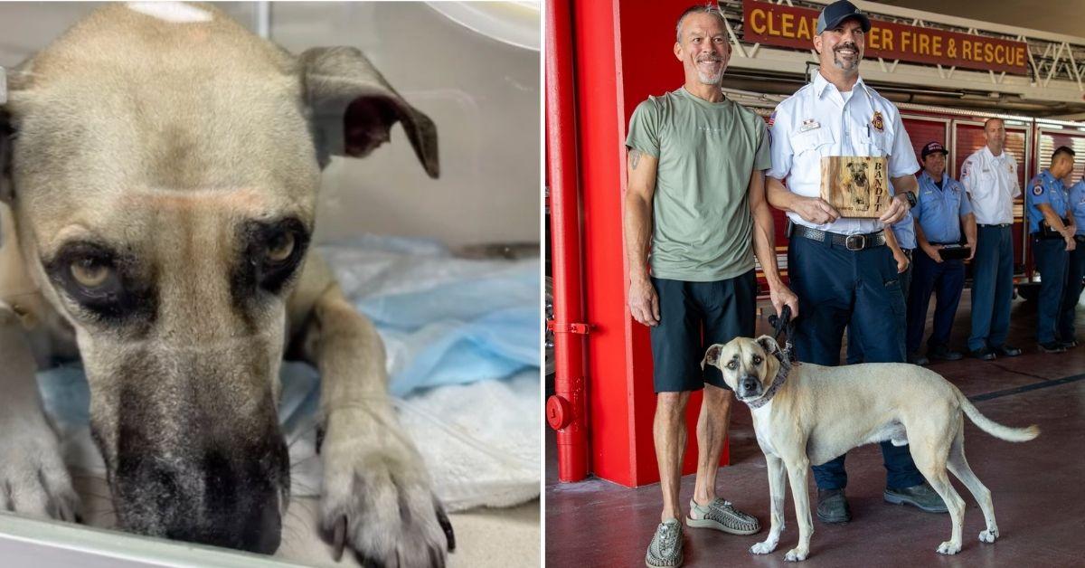 dog bandit full recover rescued house fire florida