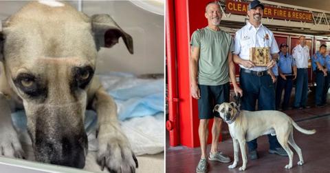 dog bandit full recover rescued house fire florida