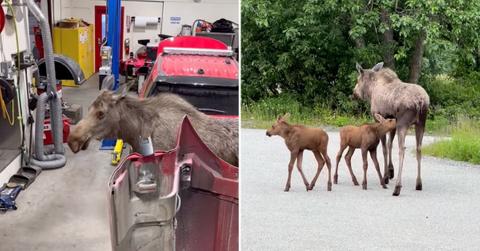 Image of A mother moose was caught on camera wandering through a fire house in search of her babies.