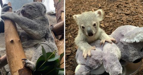 month old koala joey edinburgh zoo cute photos mh