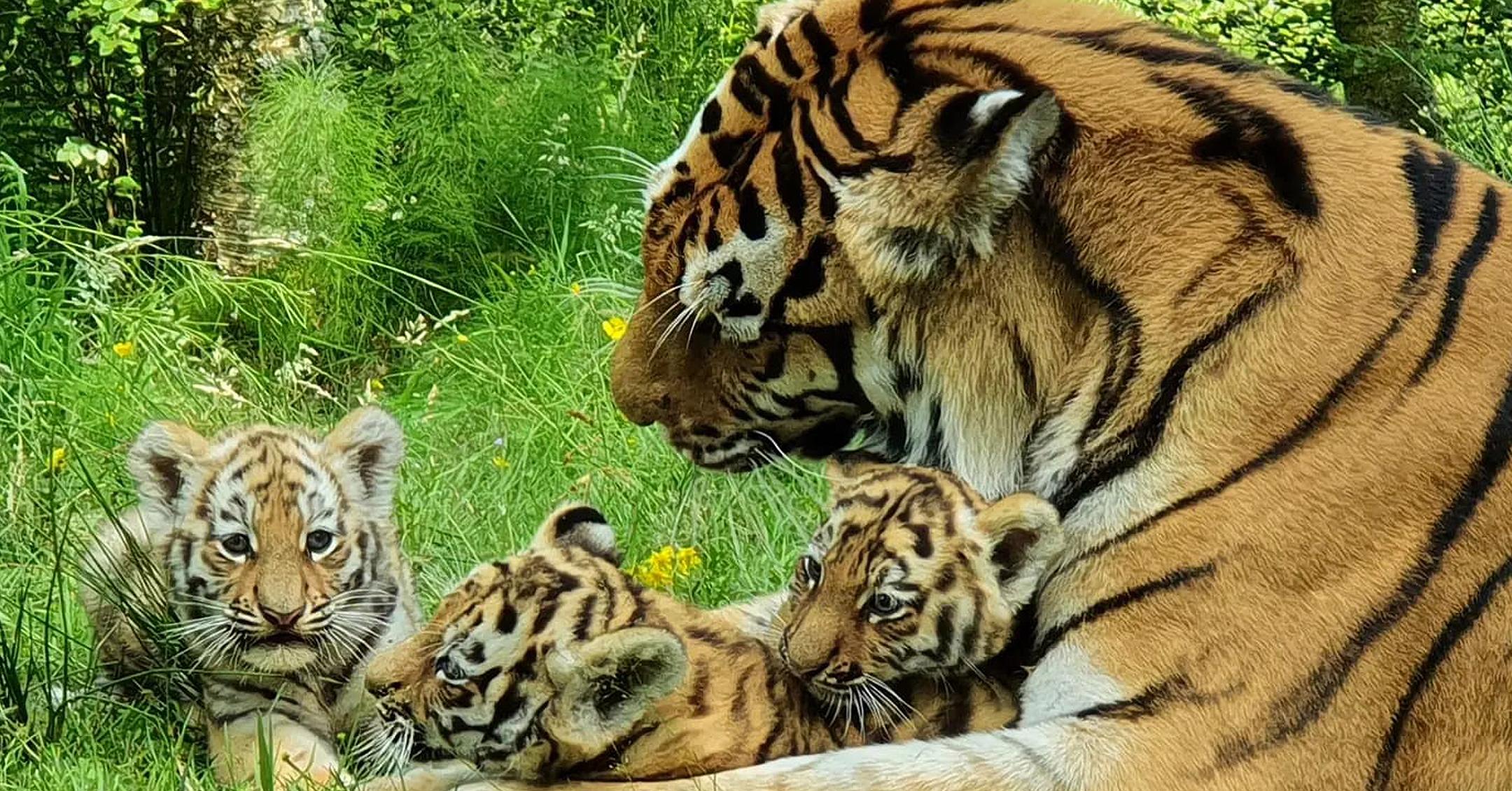 One of three Amur tiger cubs, who were born in March, with father Yuri, out  into public view at Edinburgh Zoo, after their new enclosure was opened by  Booker Prize-winning Author Yann