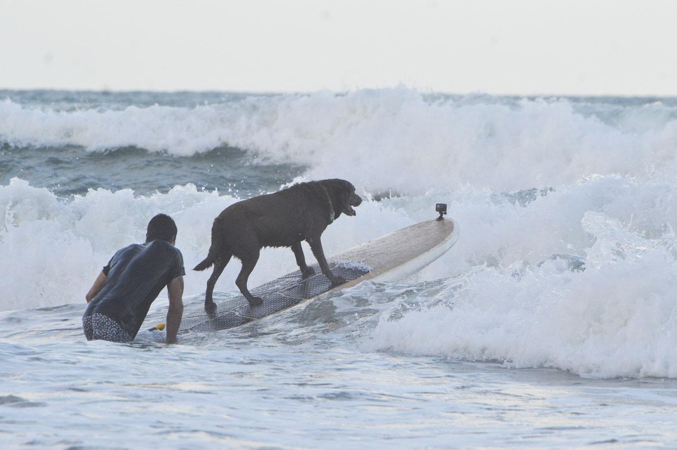 surf dog festival takes place on miami beach in natal