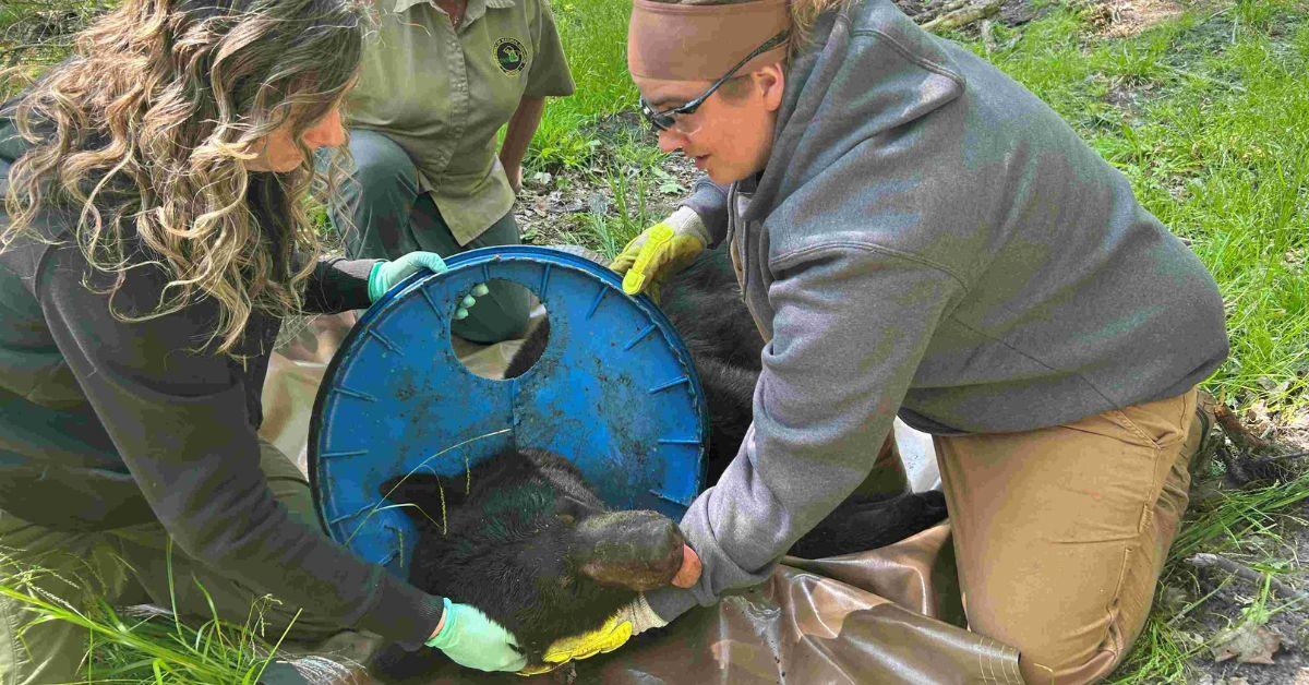 Image of The bear was known to have had the lid stuck around his neck for two years.