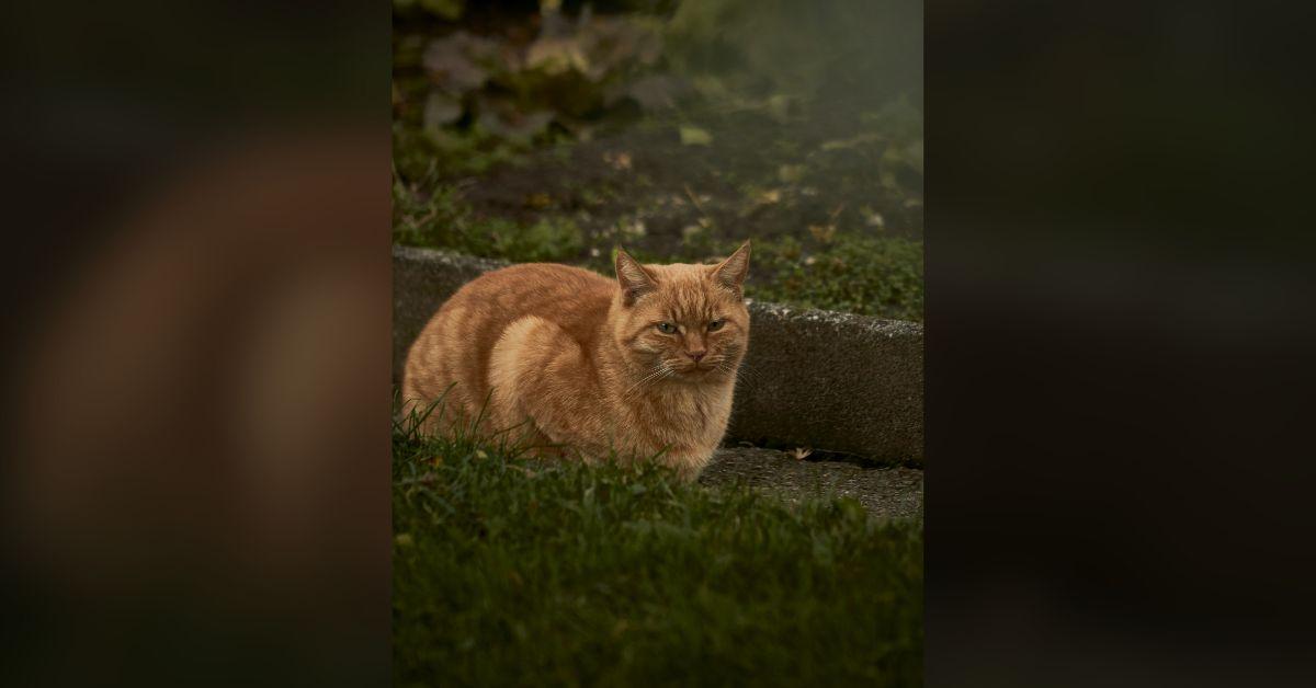 Image of The family was delighted that their cat had survived.