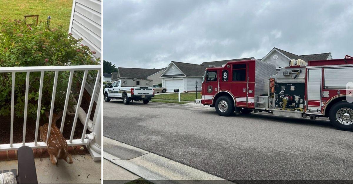 Image of Firefighters saved a fawn that was stuck in a porch railing.