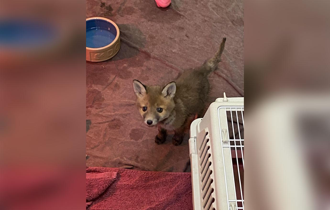 fox cub named sticky on the road to recovery after getting stuck in glue trap