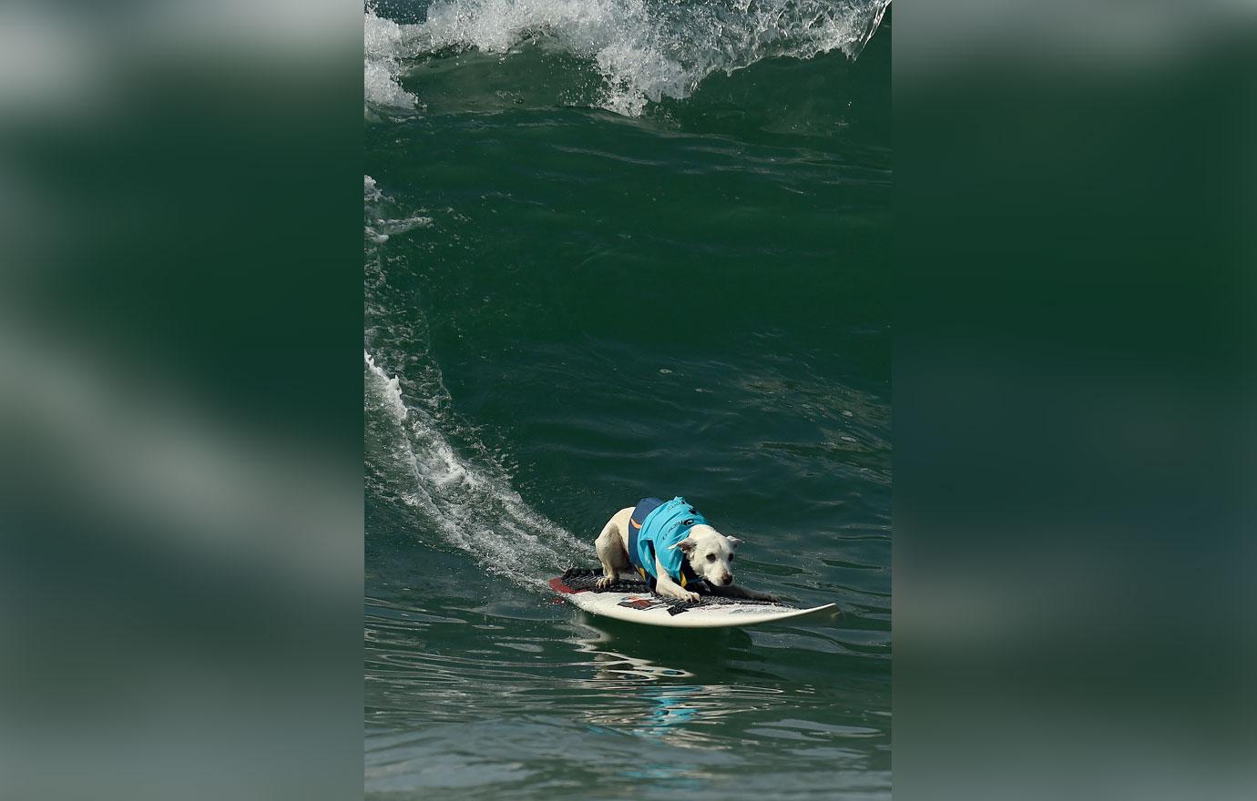 surf city surf dog competition