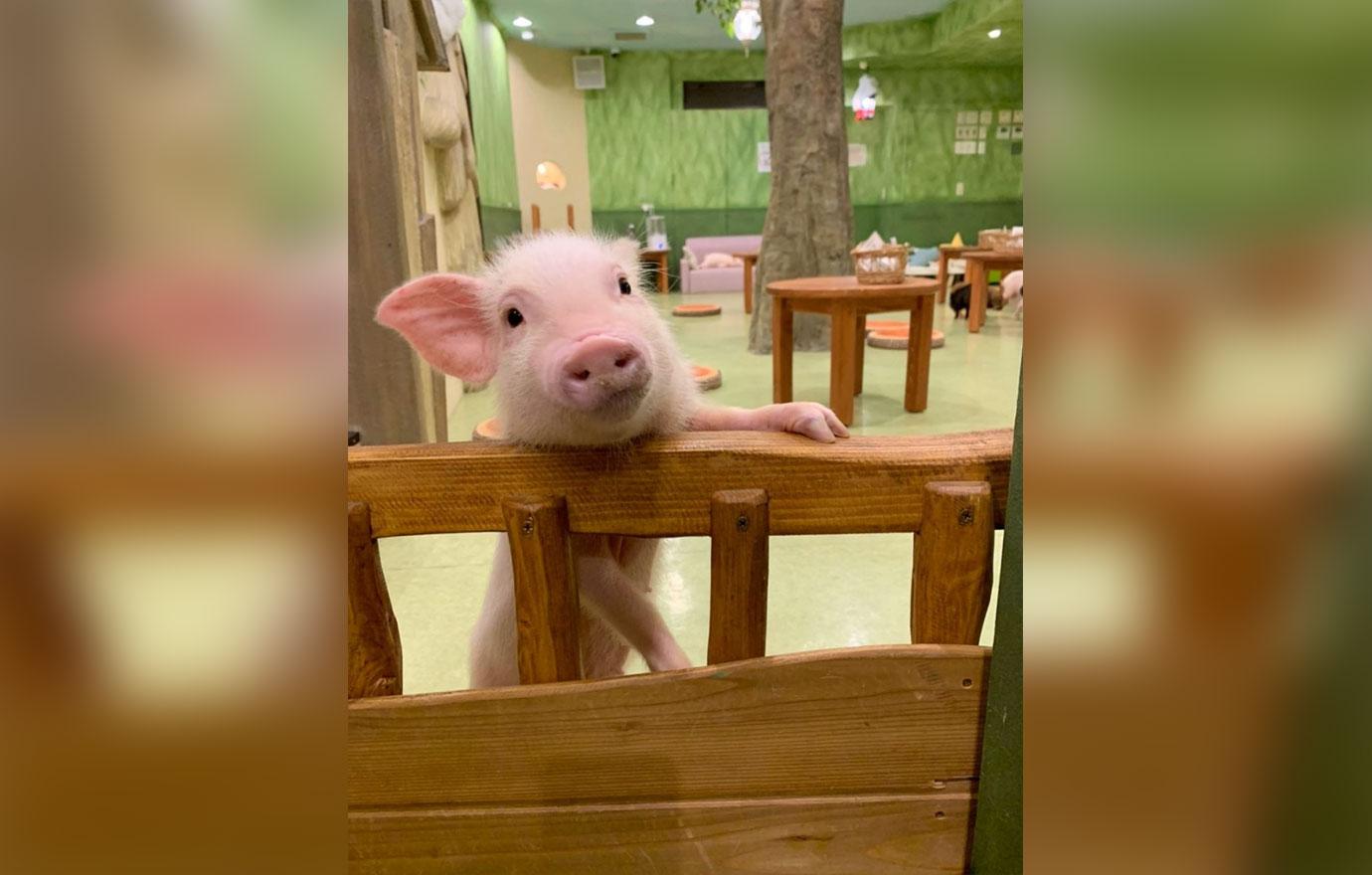 micro pigs at cafe in japan