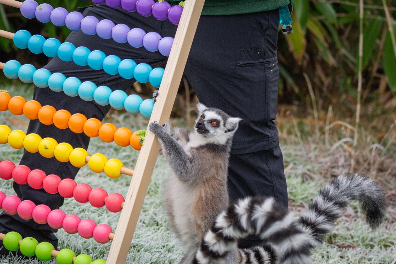 whipsnade zookeepers count every animal for their annual stocktake