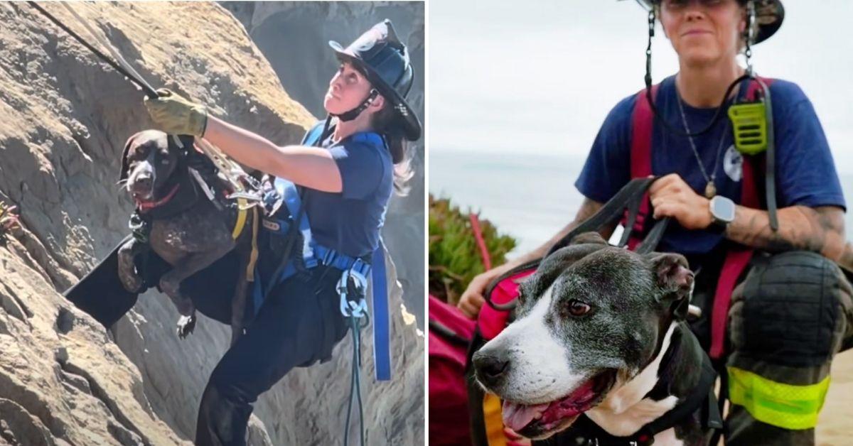Image of A firefighter was sent over a cliff to rescue a dog that had fallen.