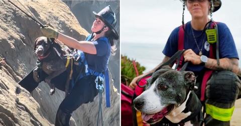 Image of A firefighter was sent over a cliff to rescue a dog that had fallen.