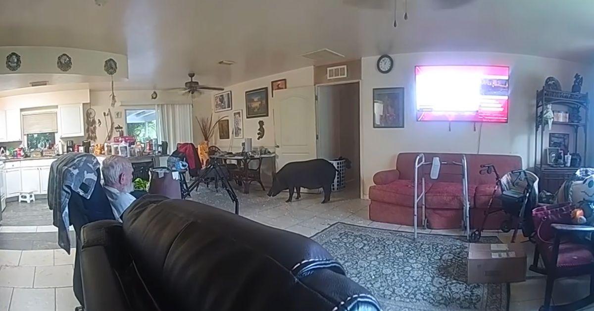 Image of A wild boar stood defiantly in the Florida home it broke into.