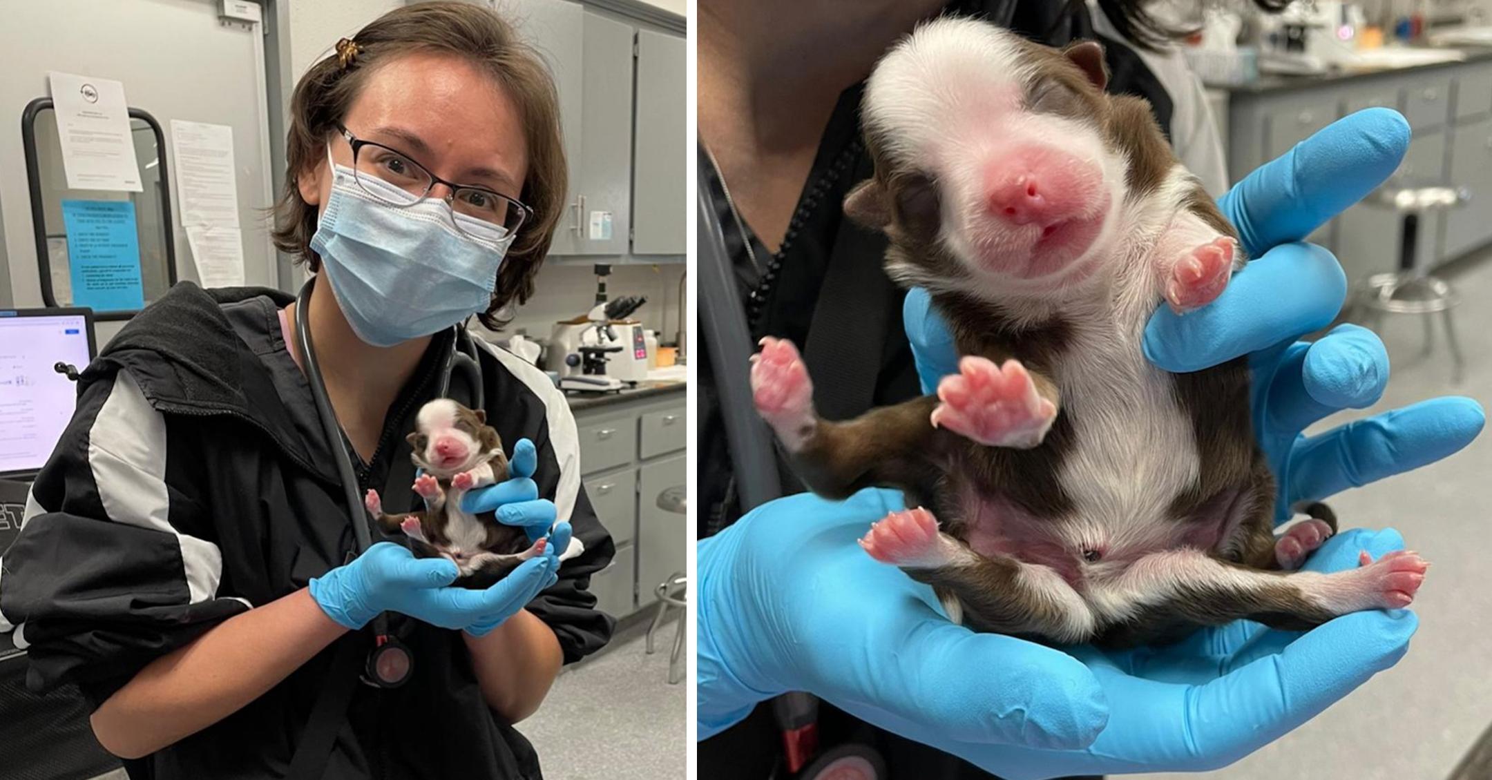 Puppy Named Skipper Born With Six Legs Survives, Makes History