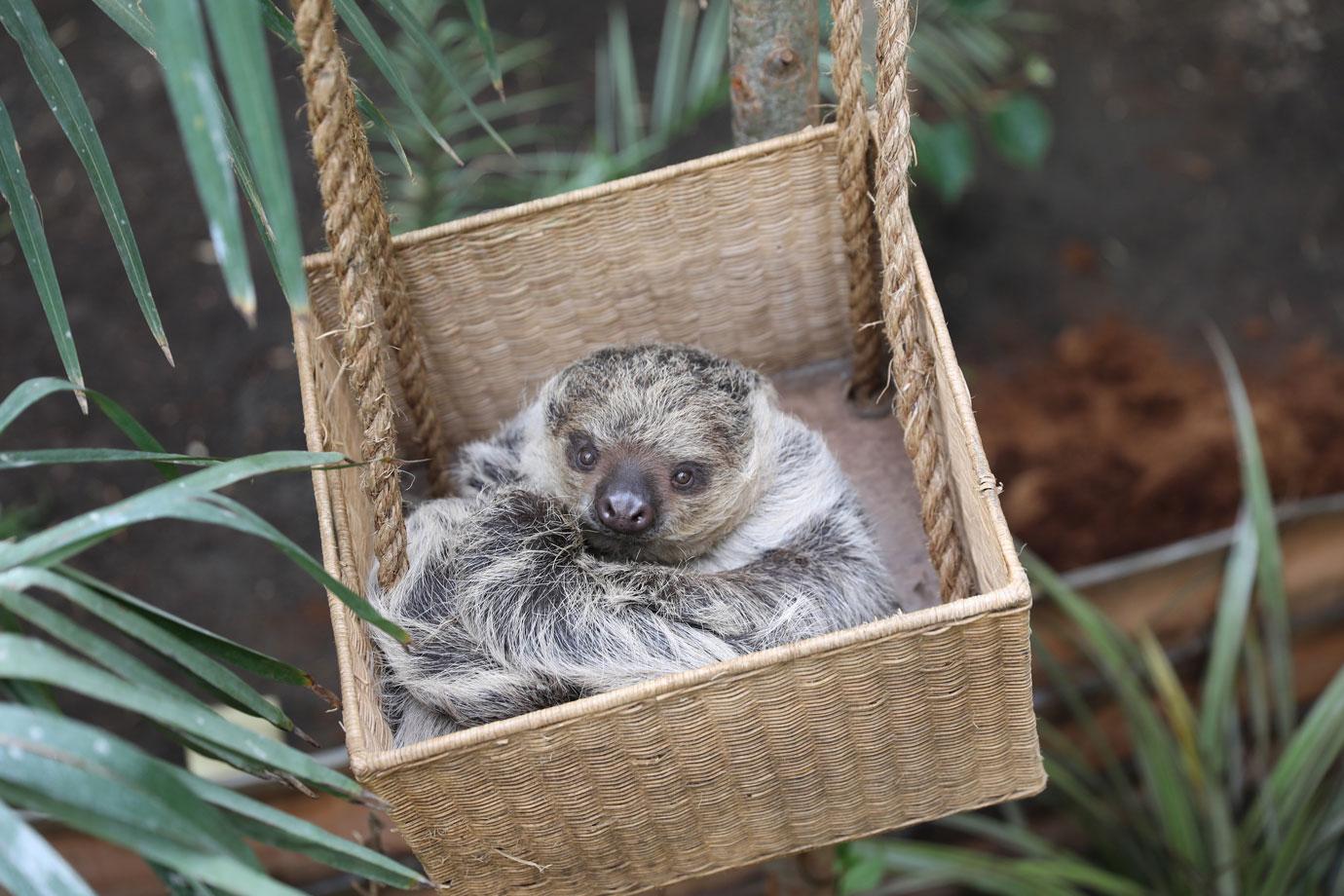 slovenly sloths snack and relax in new home