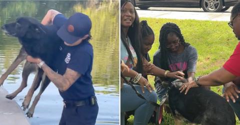 Image of A Florida family reunited with its German shepherd after six years.
