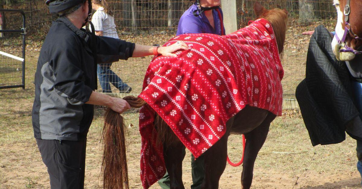 Image of Once safely upright, the horse was wrapped up in a blanket to dry off.