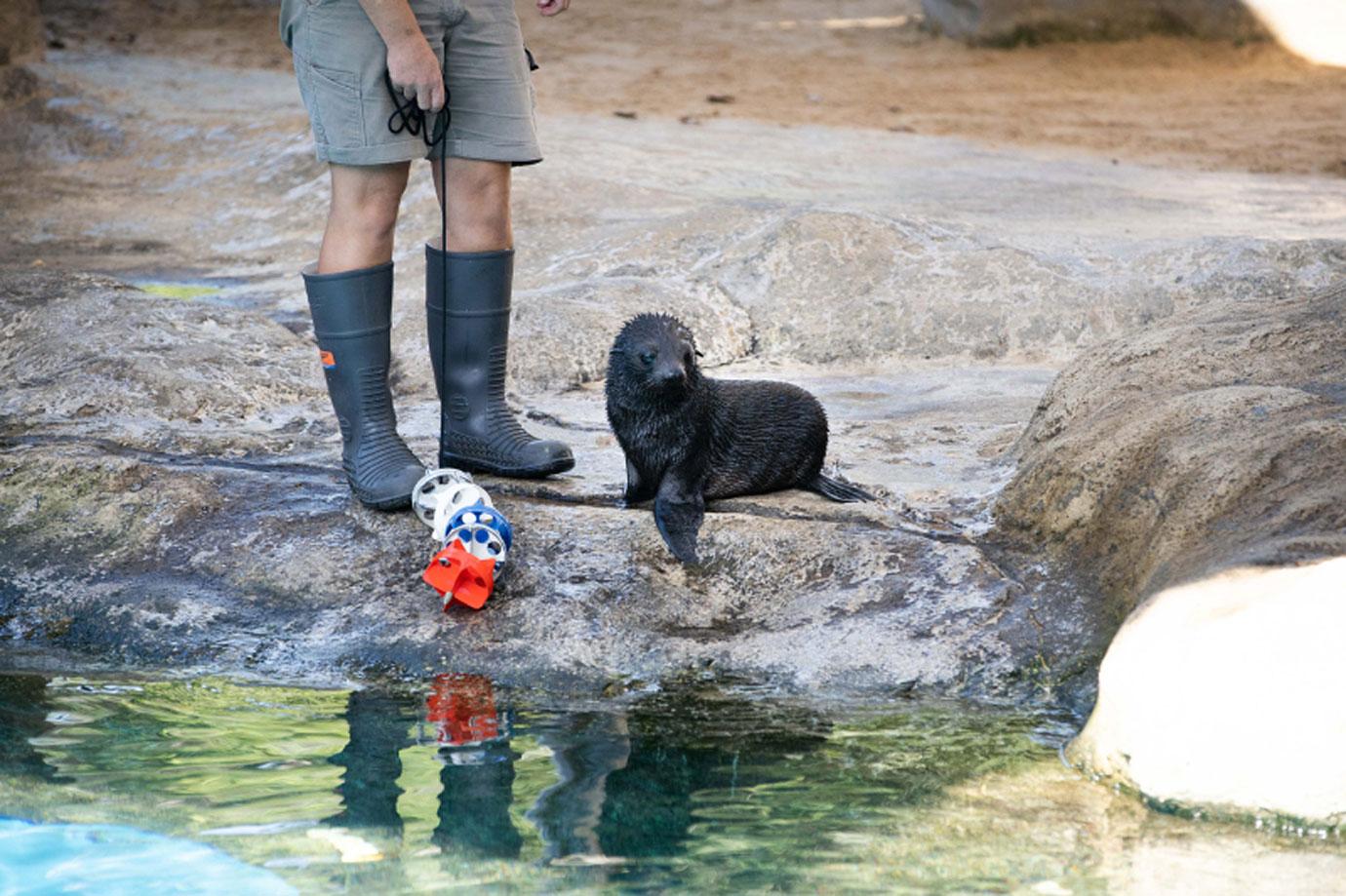 seal pup birubi debut at taronga zoo sydney mh