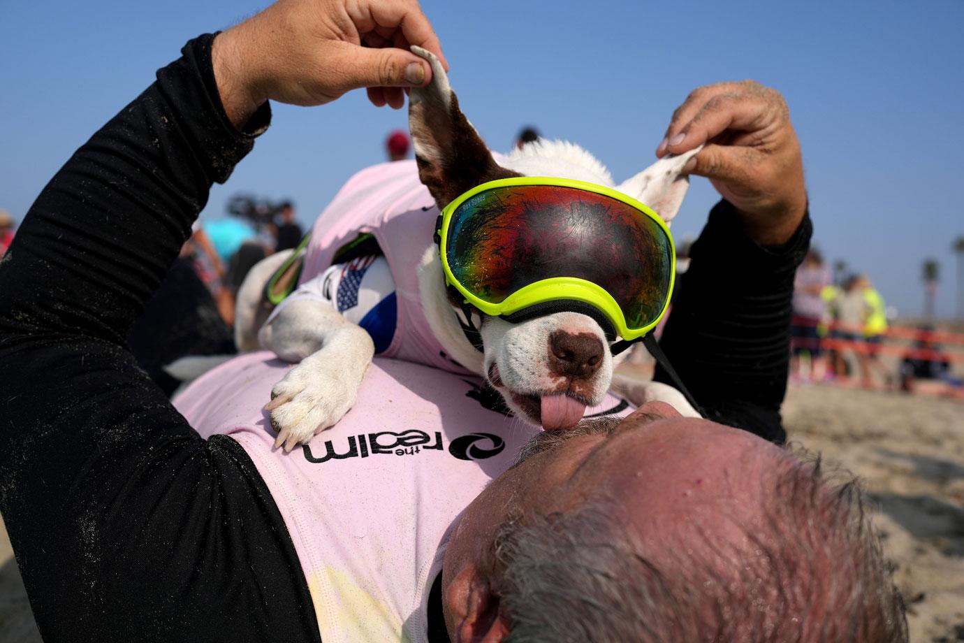 surf city surf dog competition