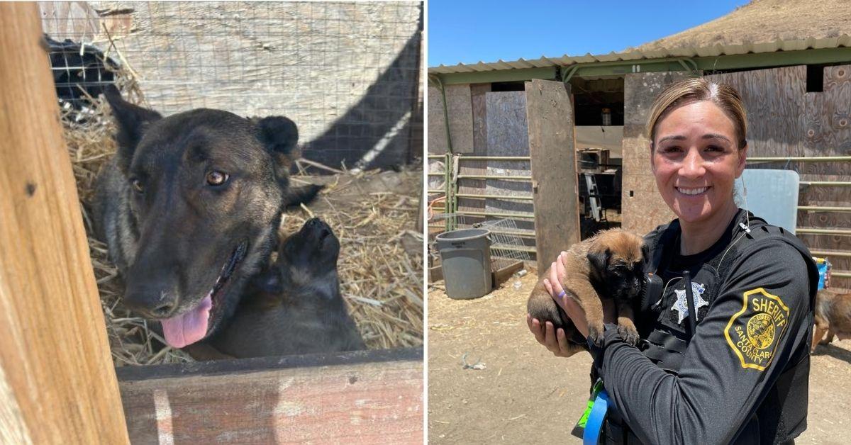 Image of Police in San Jose were able to rescue a mother and her puppies from terrible conditions.