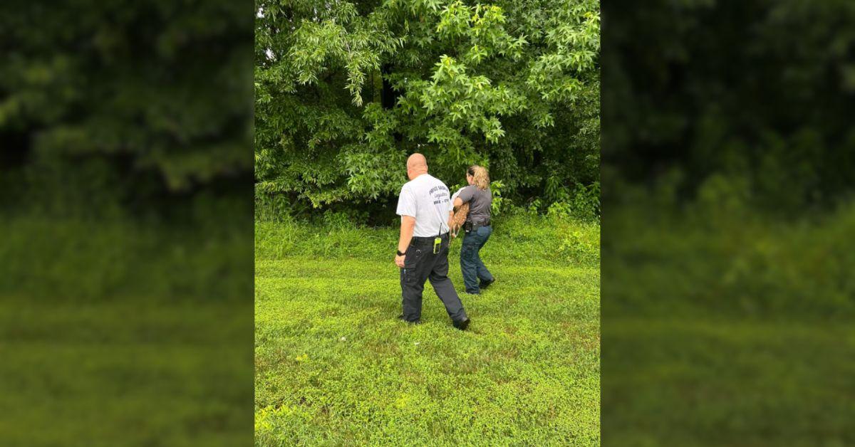 Image of Firefighters are often called upon to rescue animals in sticky situations.
