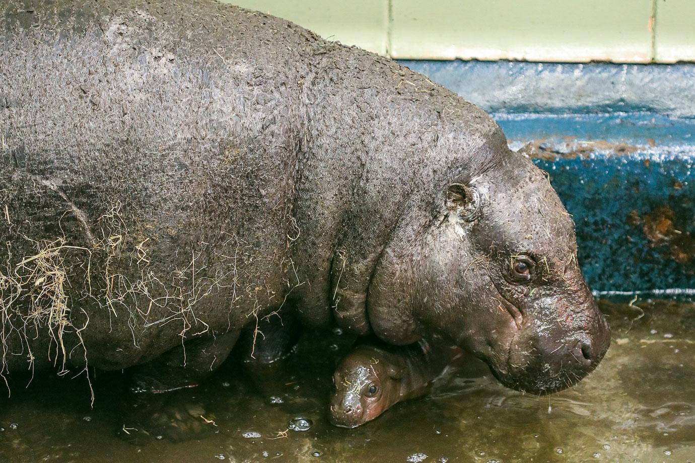 endangered pygmy hippo calf born at zoo