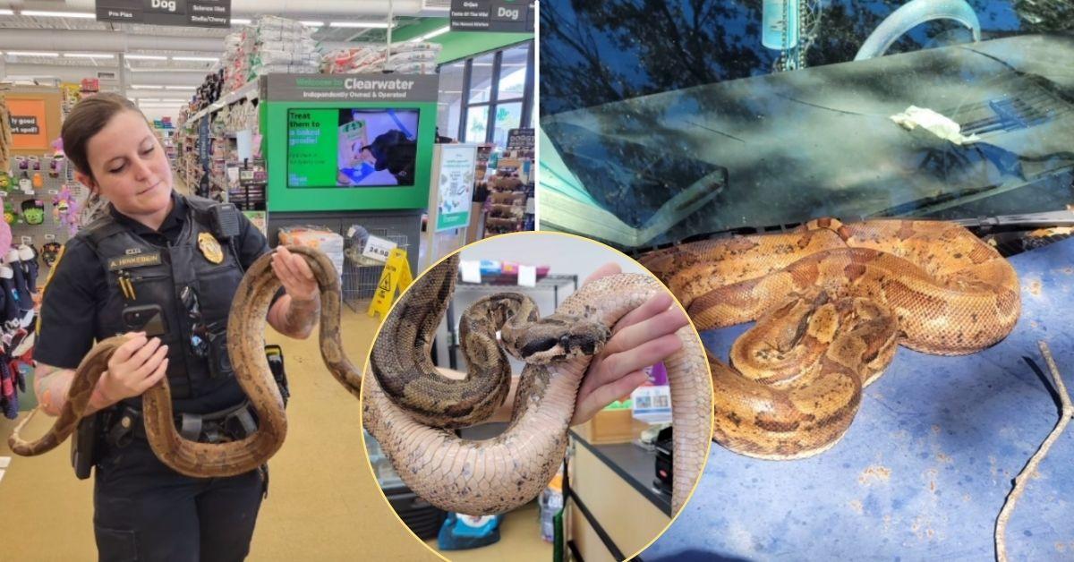 Image of Police in Florida successfully rescued a boa snake from the hood of a car.